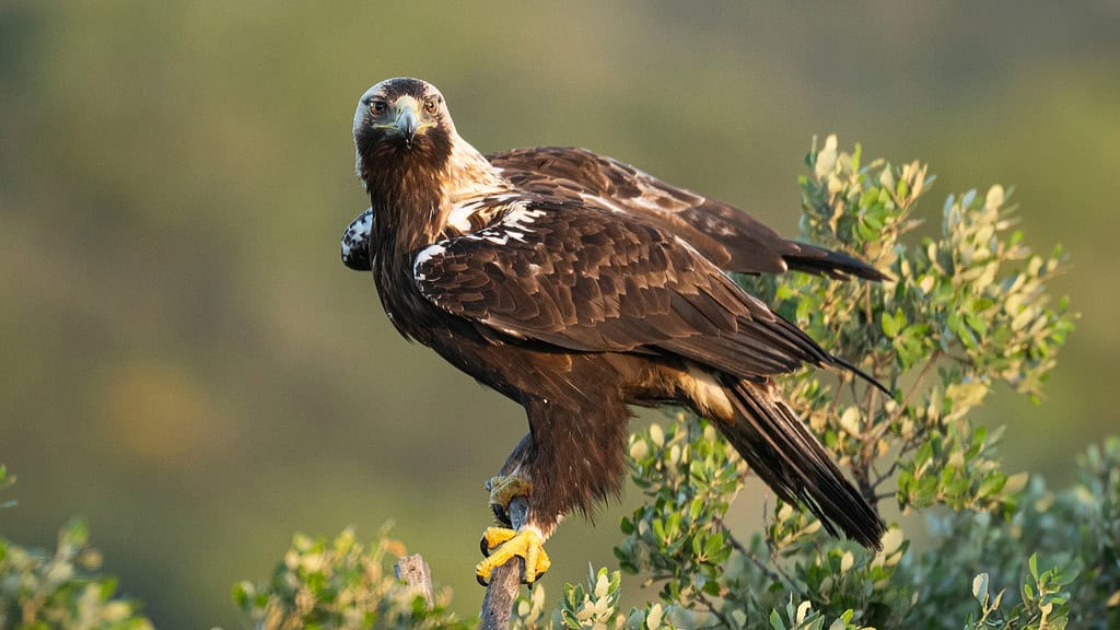 Natuurlezing in de Zuidwester Steenwijk