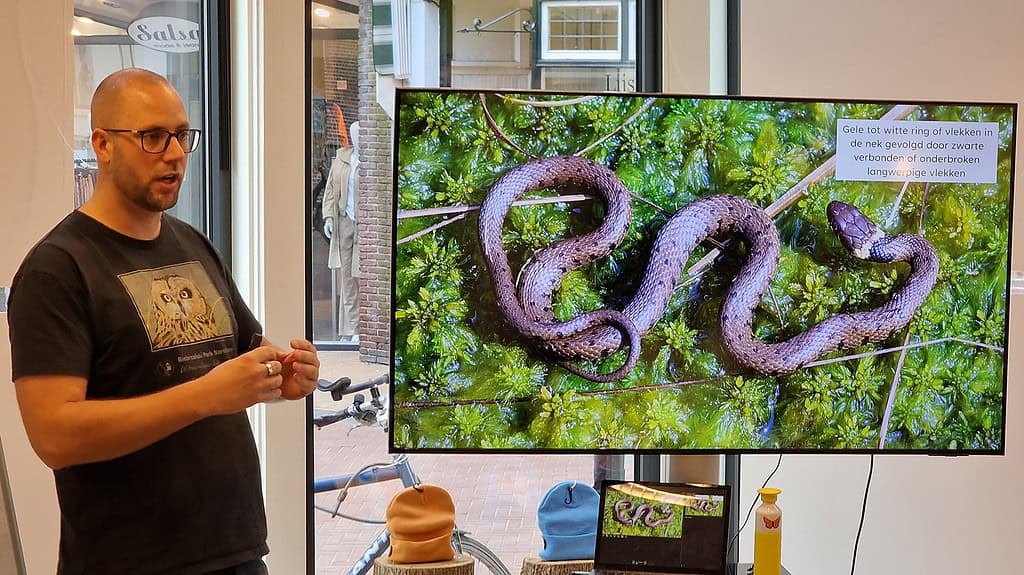 Drukbezochte werkplaatssessie over de ringslang in Weerribben-Wieden