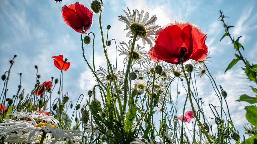 Voorjaarsactiviteiten bij bezoekerscentrum De Wieden