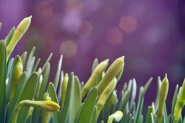 narcissen