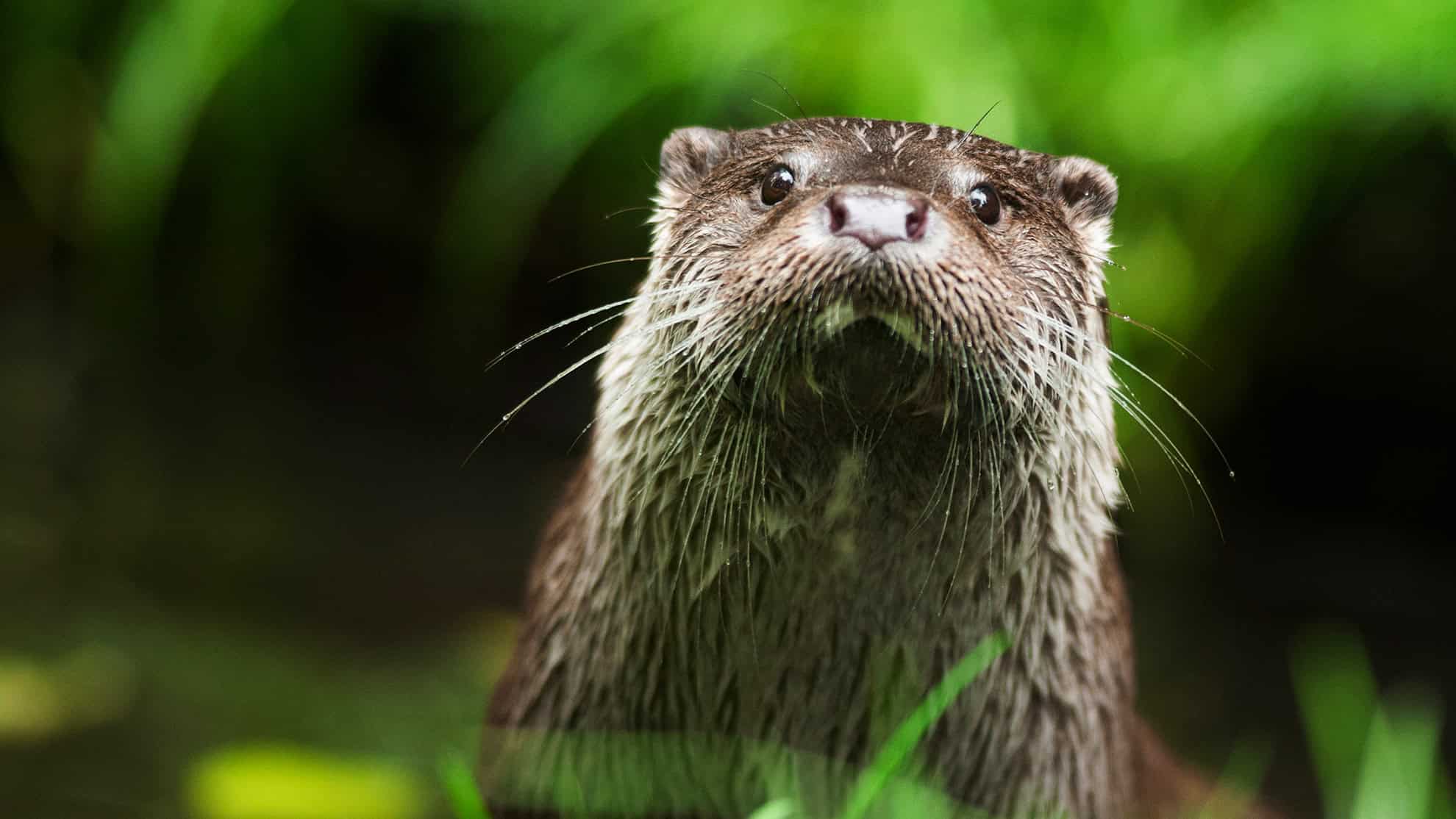 ©Ronald Messemaker Otter