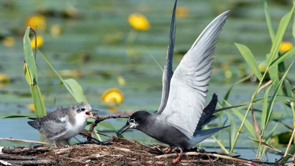 Zwarte stern broedt op nestvlotjes in De Wieden