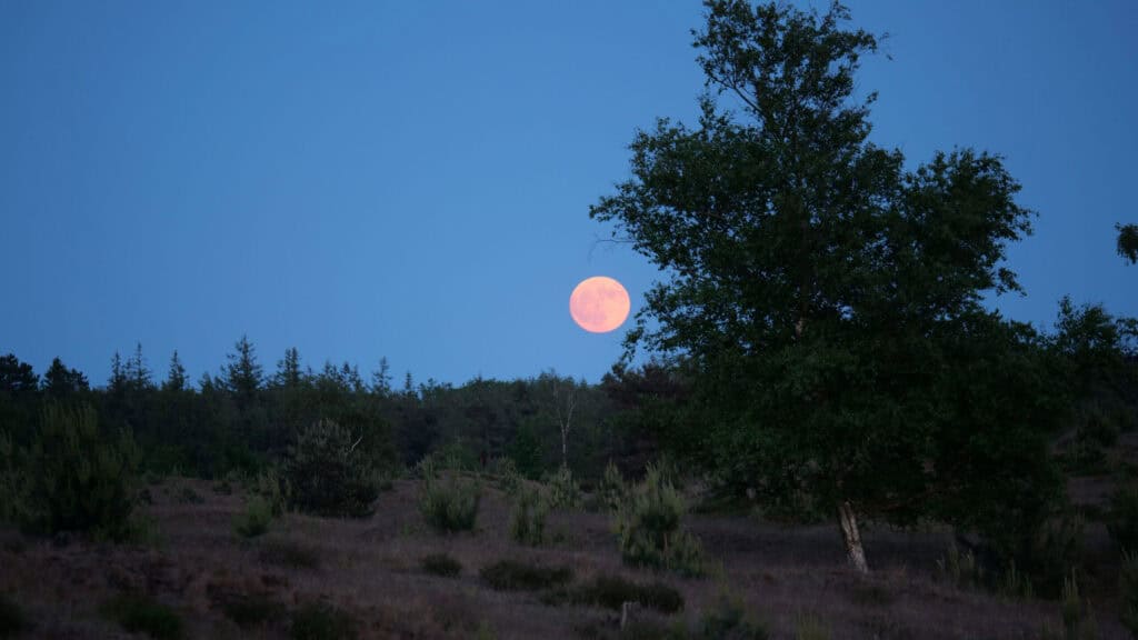 Vollemaanwandeling in het Drents-Friese Wold