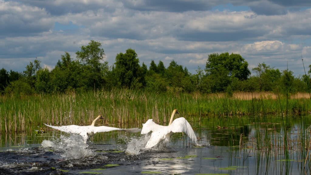 Poëzie op het Water: avondvaart door De Weerribben op 25 juli