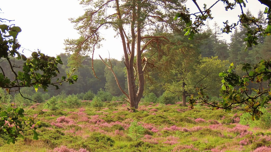 Zomeravondwandeling over de Hoekenbrink in het Drents-Friese Wold
