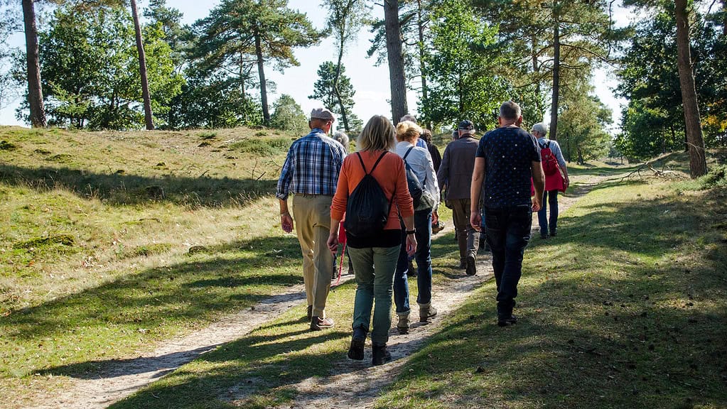 Zomerwandeling in het Drents-Friese Wold