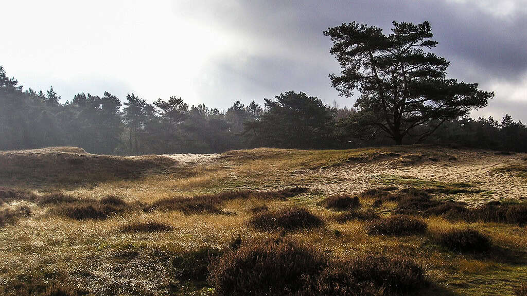 Fotografeer het bijzondere landschap van het Drouwenerzand