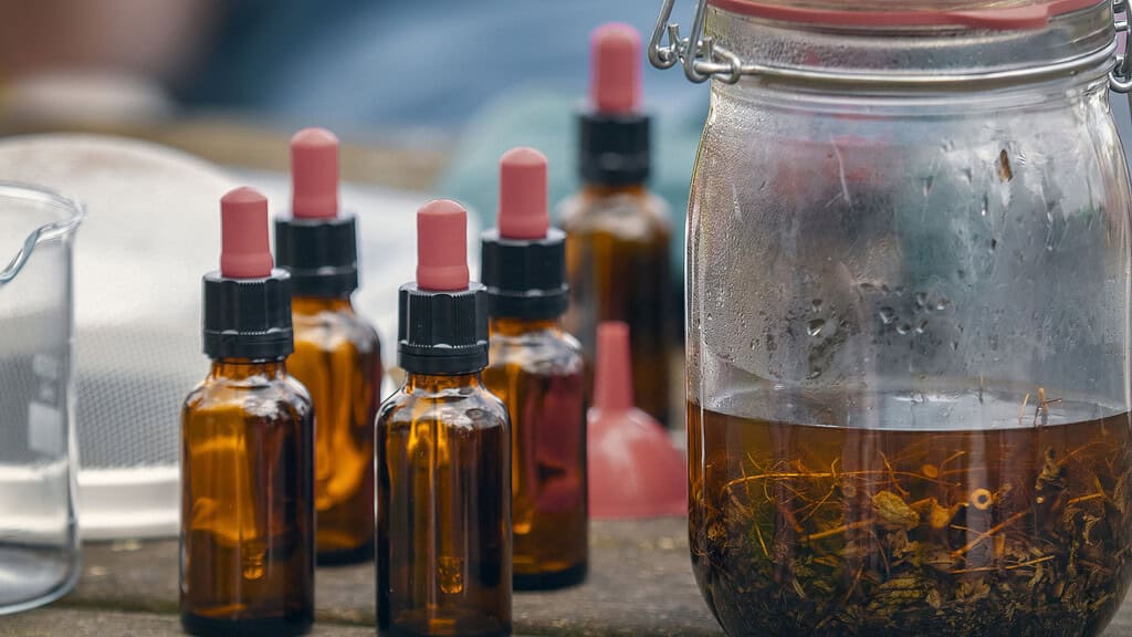 Unieke verdiepingscursus eetbare wilde planten