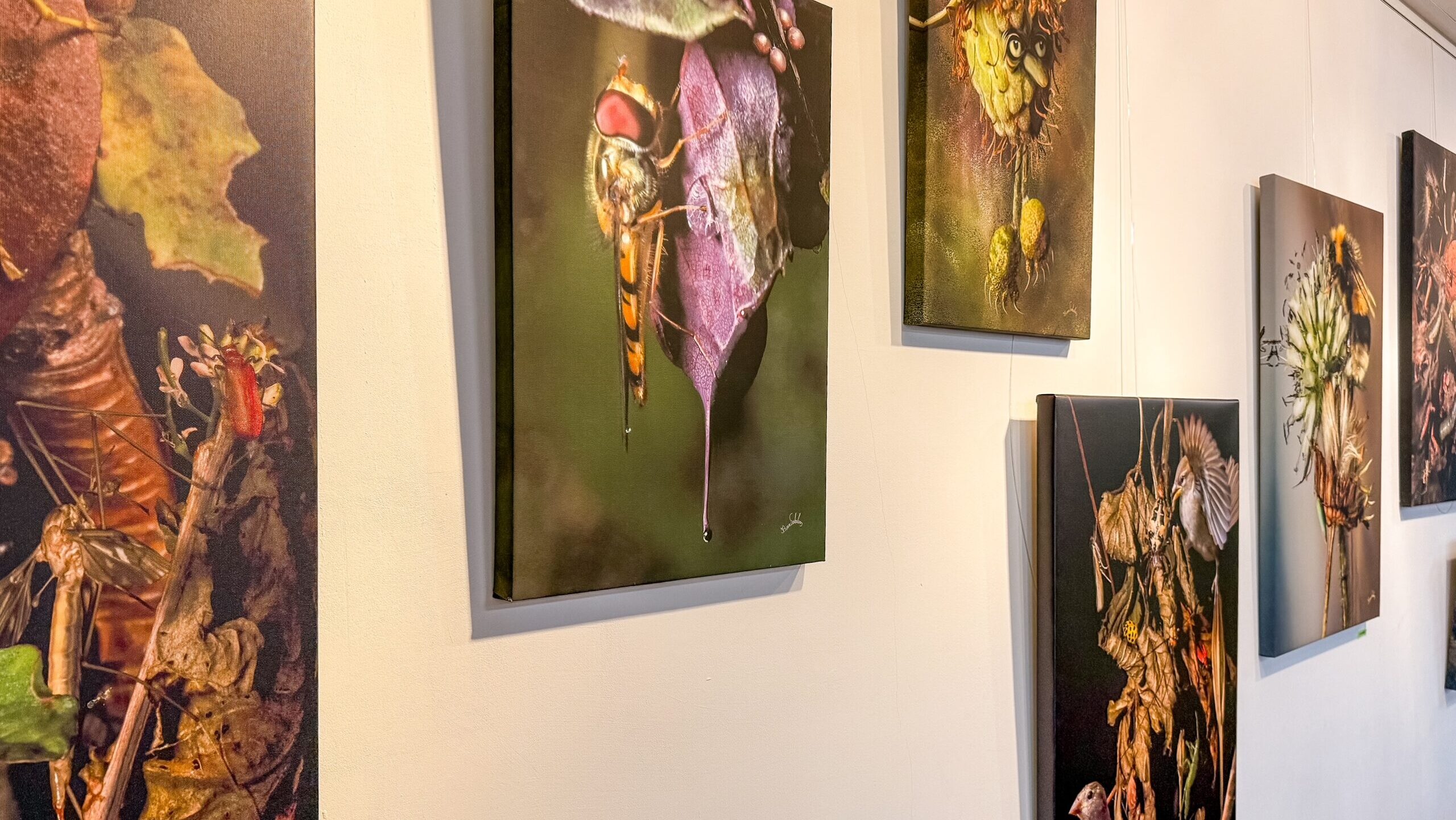 Expositie-Oog-in-oog-met-het-insectenrijk