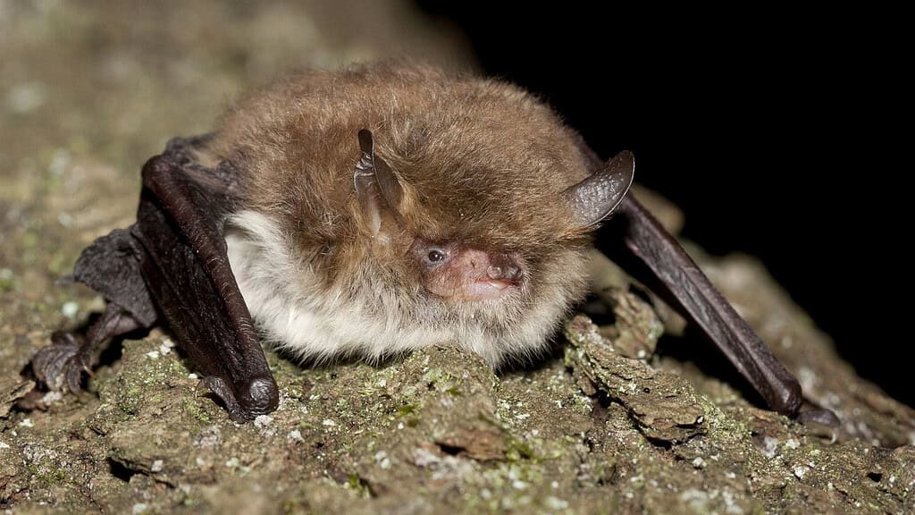 Weer bijzondere vleermuis de Franjestaart waargenomen in Zuidoost-Friesland