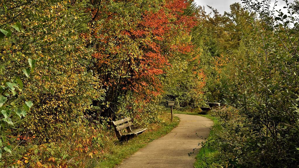 Vier de herfst in het Drents-Friese Wold