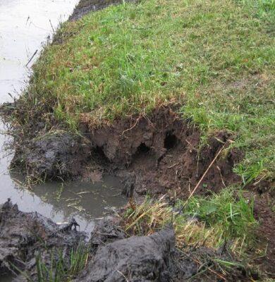 Gerede aardverschuiving en afwateringsproblemen langs een graskant bij een rivier of kanaal. Het beeld toont de beschadigde bodem en de insnijdingen in het talud door water en regenval.