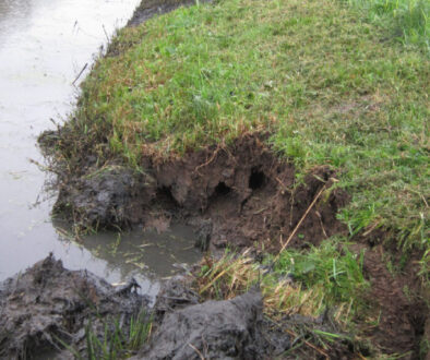 Gerede aardverschuiving en afwateringsproblemen langs een graskant bij een rivier of kanaal. Het beeld toont de beschadigde bodem en de insnijdingen in het talud door water en regenval.