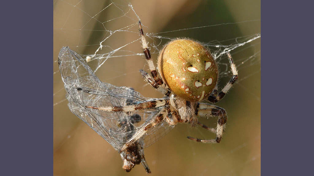 Spinnensafari 27 september Buitencentrum Drents-Friese Wold