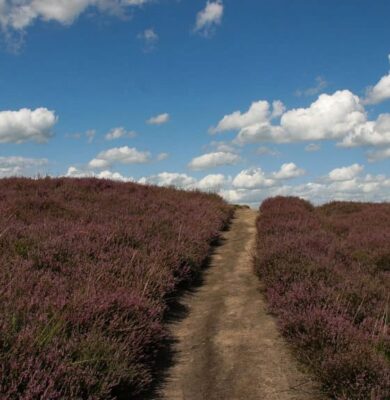 de Gasterse Duinen - foto aangeleverd