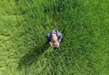 Drone beeld van een persoon in een groen veld die met een remote controle een drone bestuurt, illustratie van drone hobby, fotografie en outdoor activiteiten.