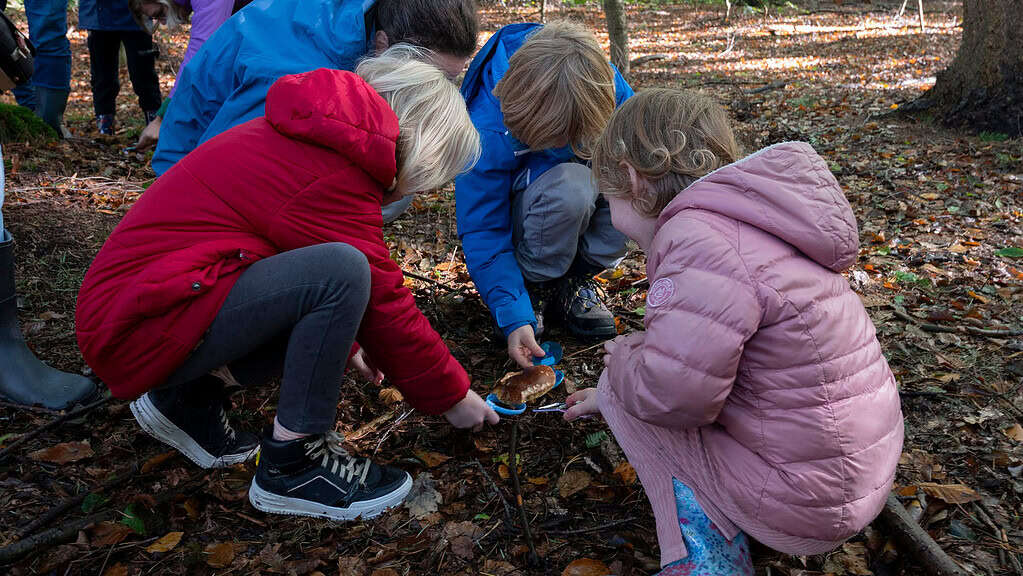 Paddenstoelensafari in het Drents-Friese Wold