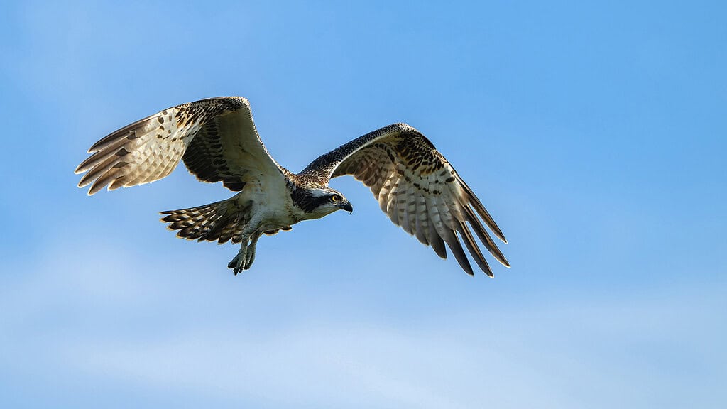Vogels in actie: lezing en expositie van natuurfotograaf Philip Friskorn