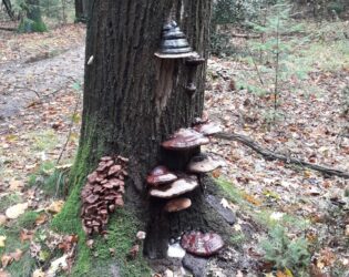 herfst