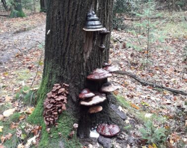 herfst herfst