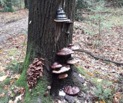 herfst