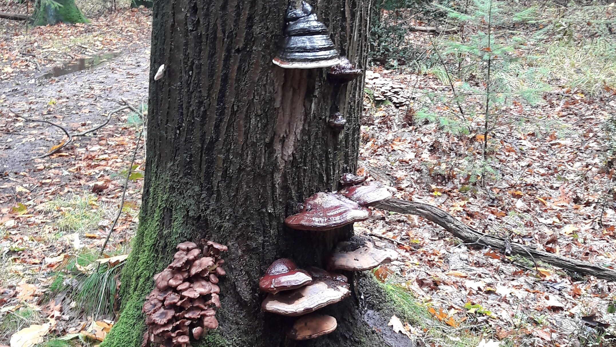 herfst herfst