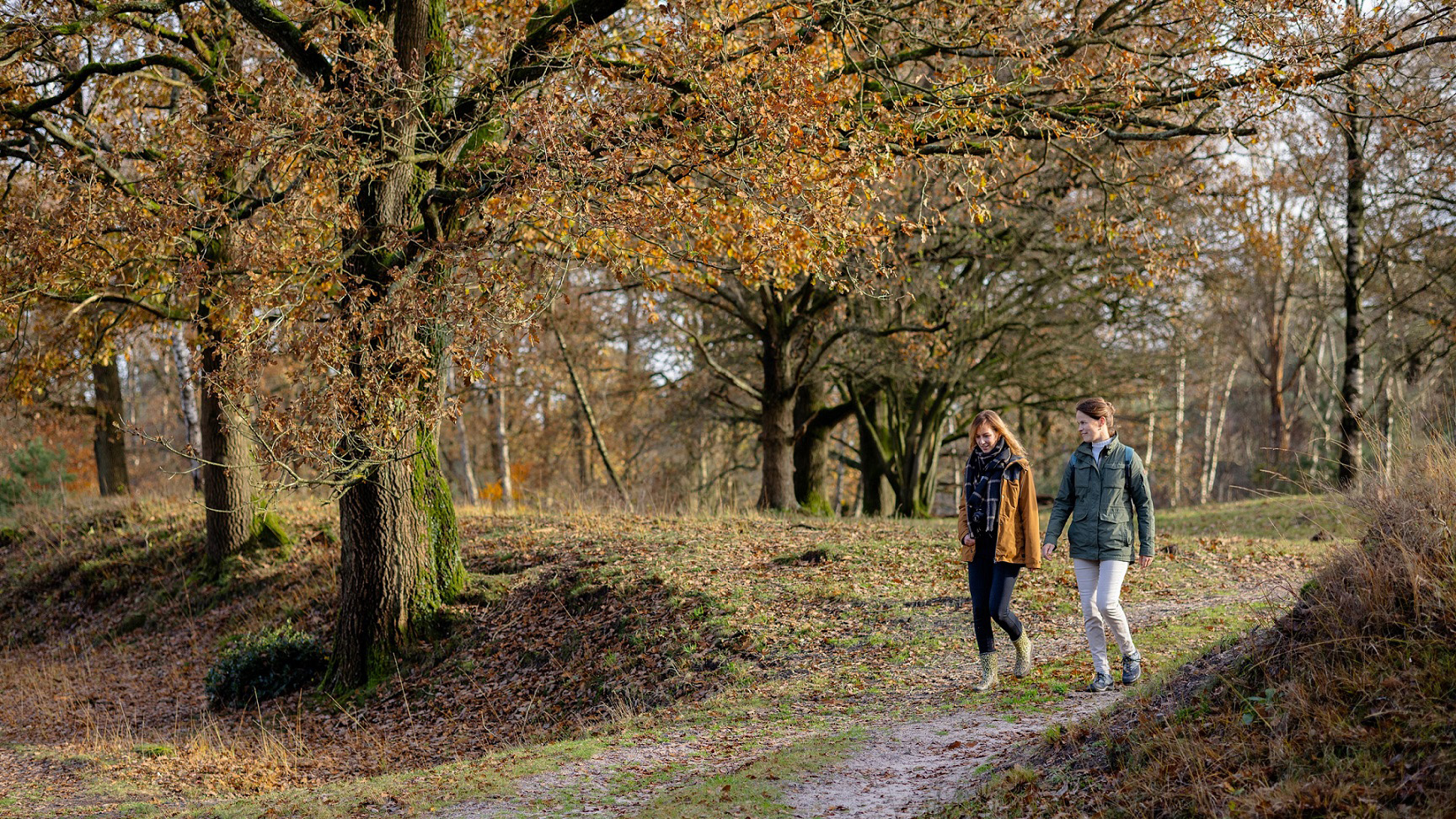 Wandelen in het Drents-Friese Wold