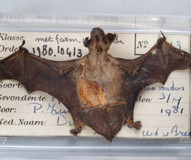gewone dwergvleermuis - foto aangeleverd