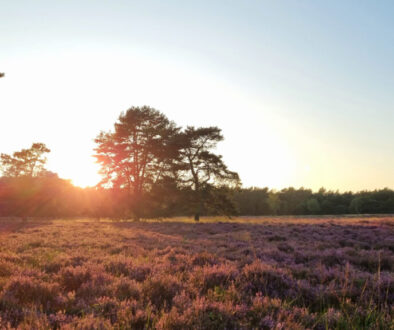 heideveld met avondzon - foto aangeleverd
