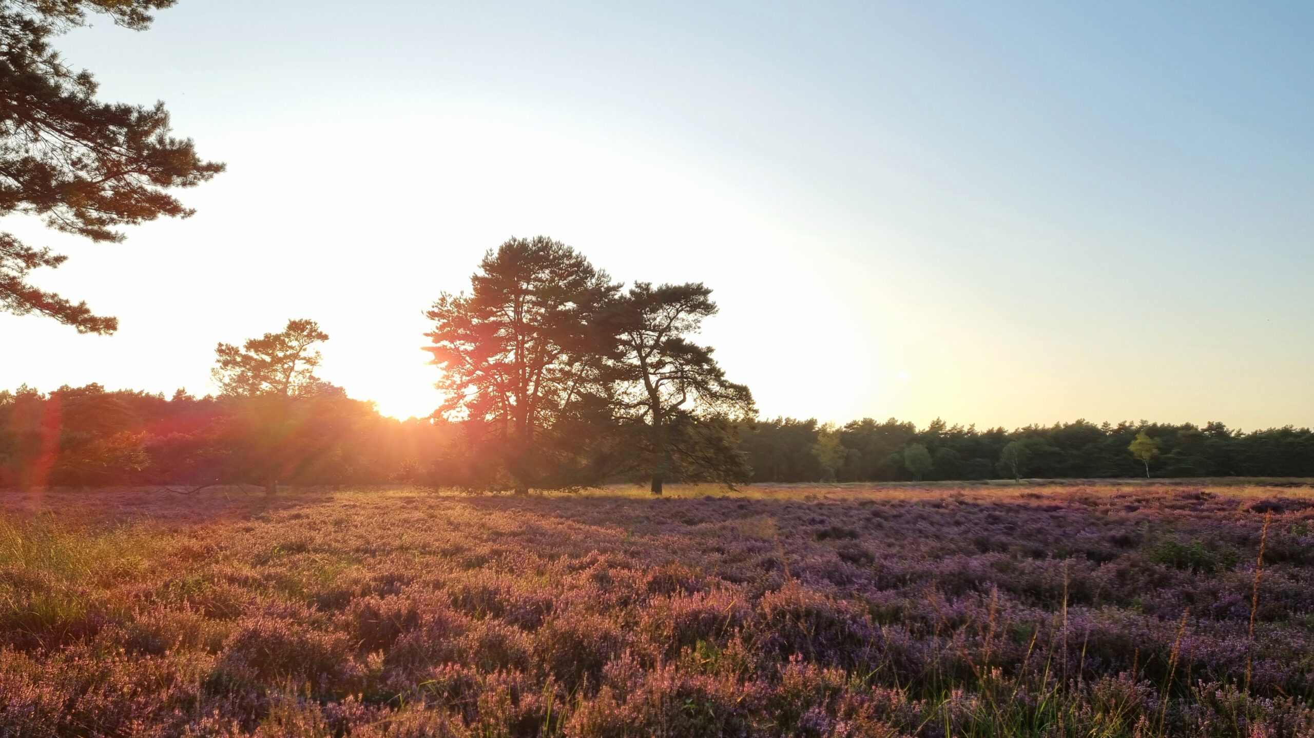 Ontdek het stille Heuvingerzand – gratis herfstwandeling Nationaal Park Drentsche Aa