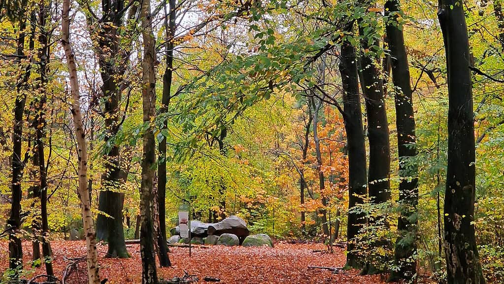 Uitbuiken in het Evertsbos