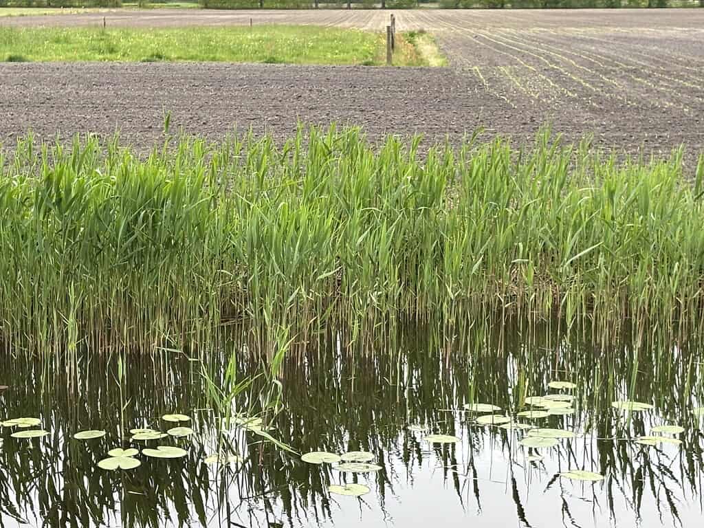 Droogte opgefrist door neerslag, maar houdt aan