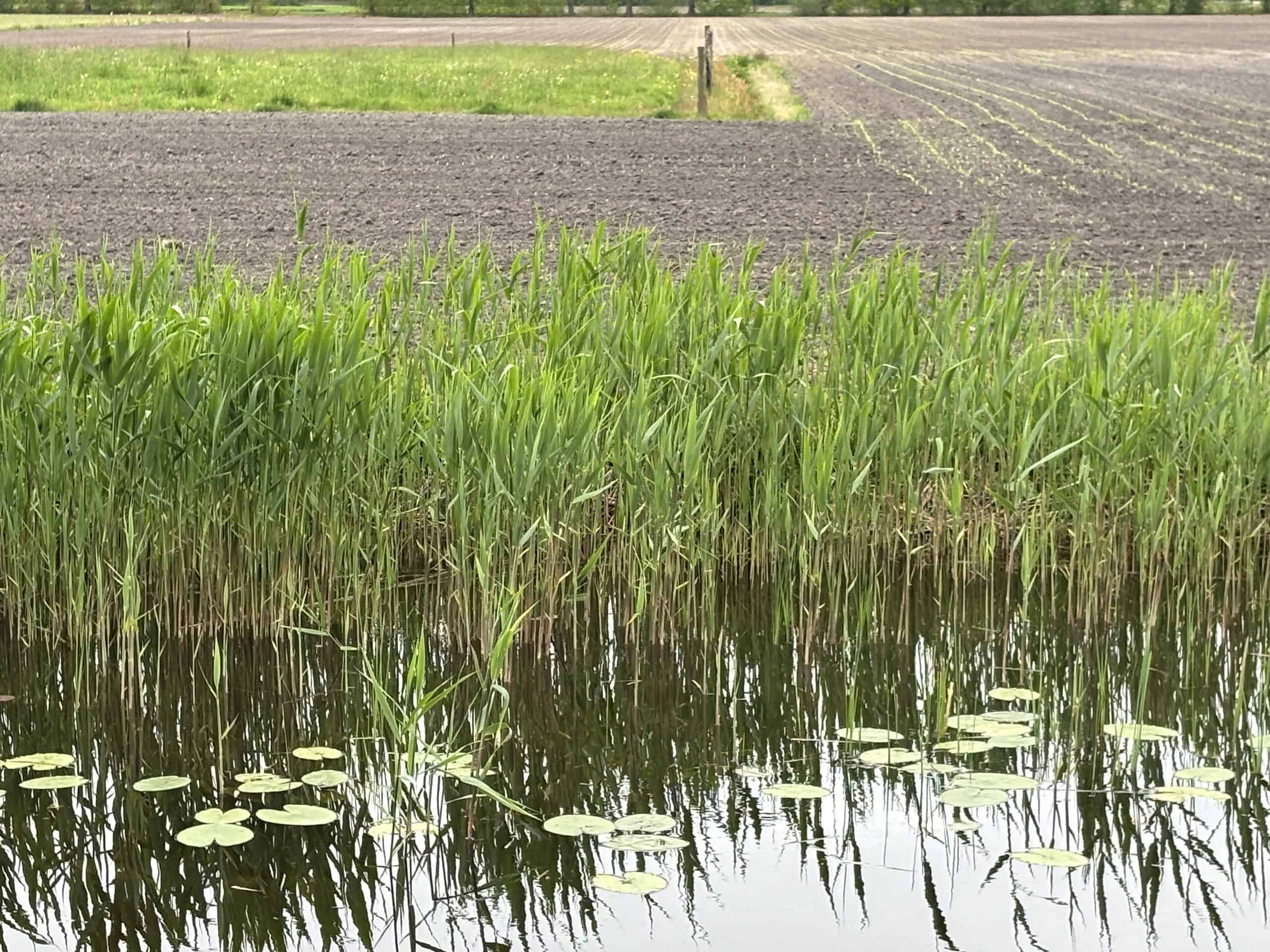 Droogte opgefrist door neerslag, maar houdt aan