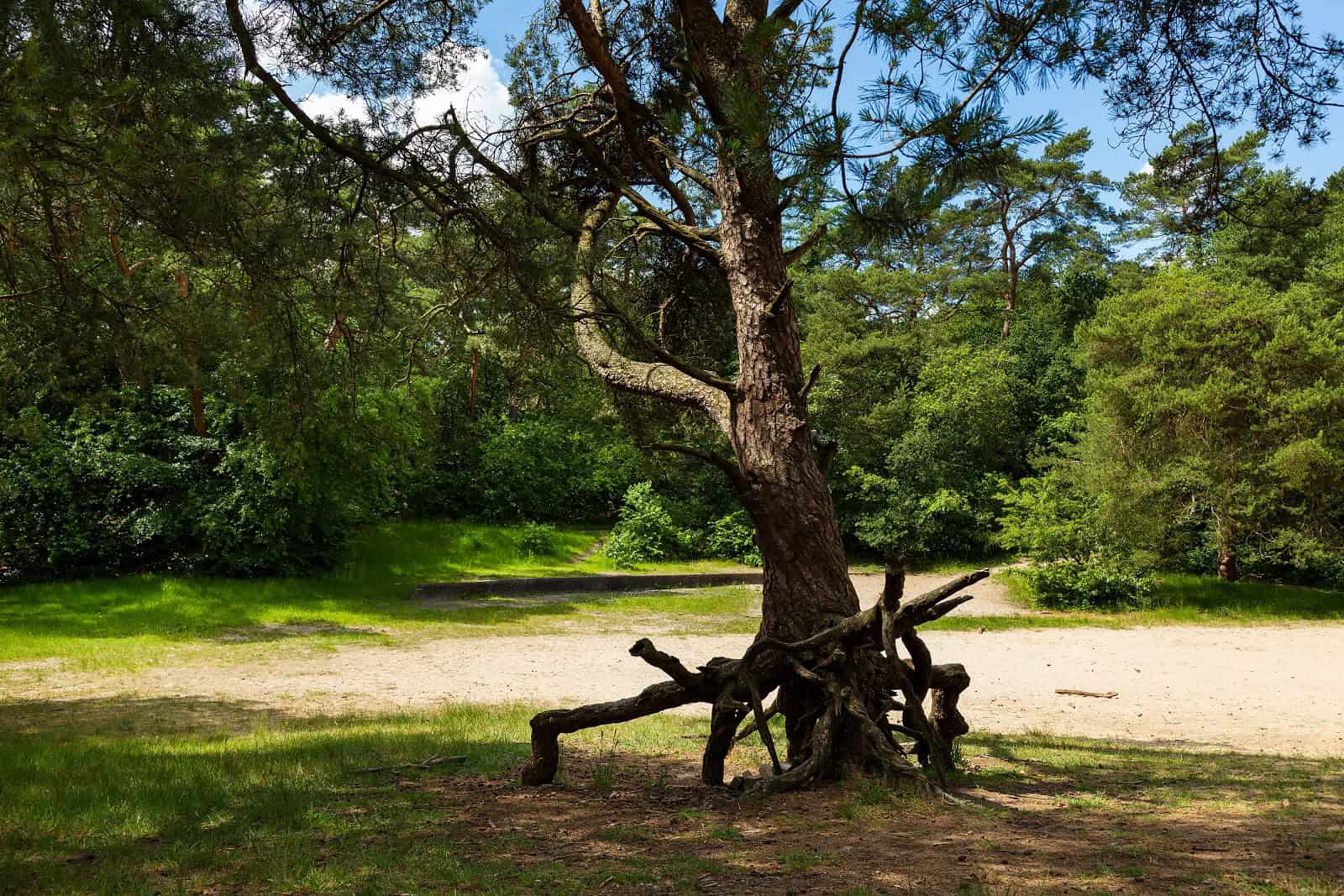 Wandelen tussen de Woudreuzen