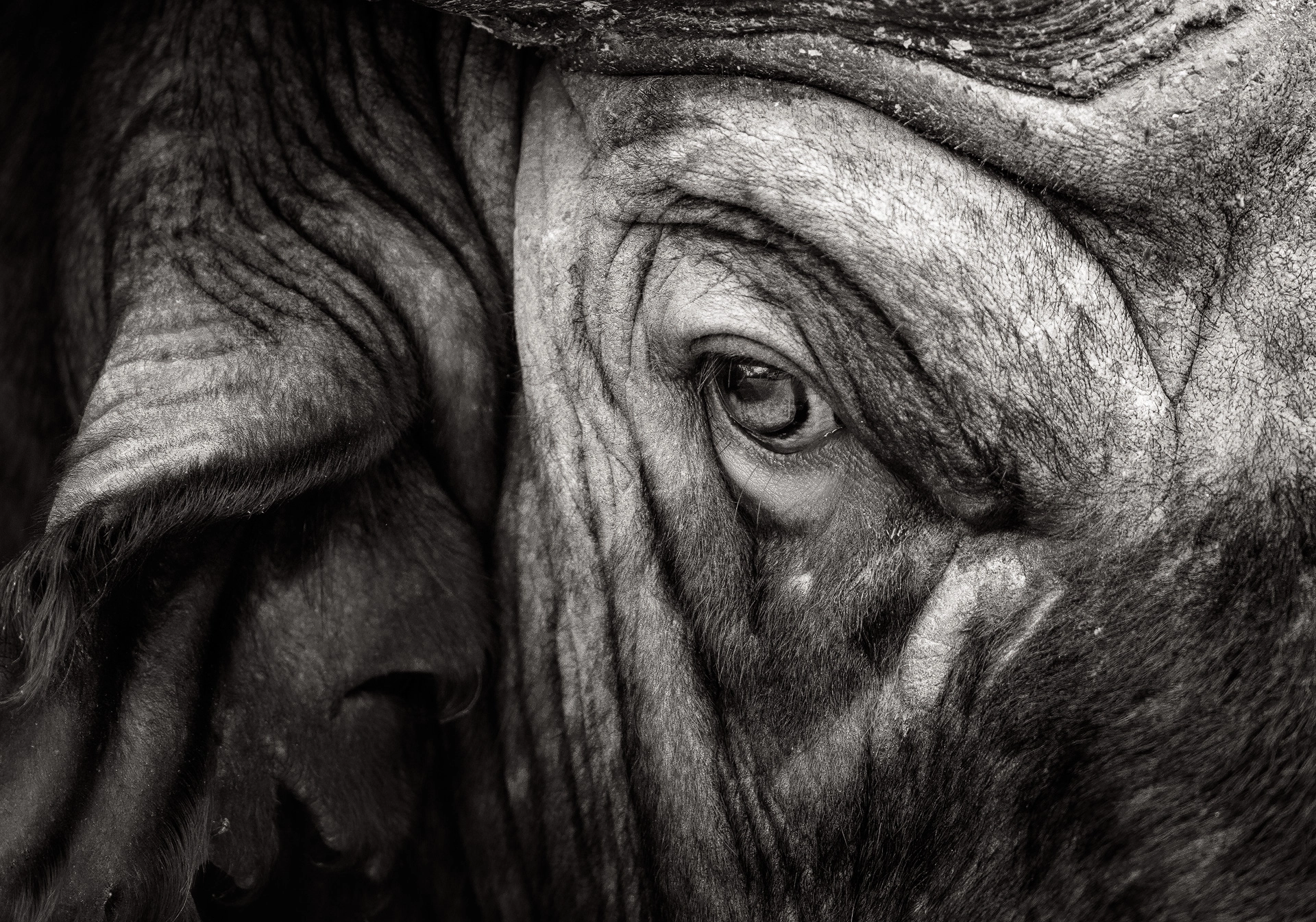 African Wildlife Photograph by South African Photographer Rudi van den Heever. A powerful black and white fine art close-up photo of an African Buffalo's head with the eye of the old buffalo bull staring directly at the viewer. 