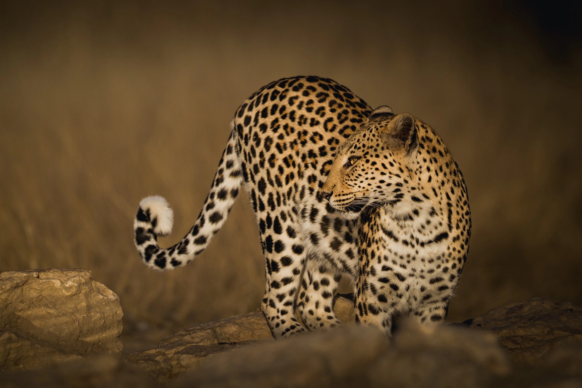 in the Kgalagadi Transfrontier Park