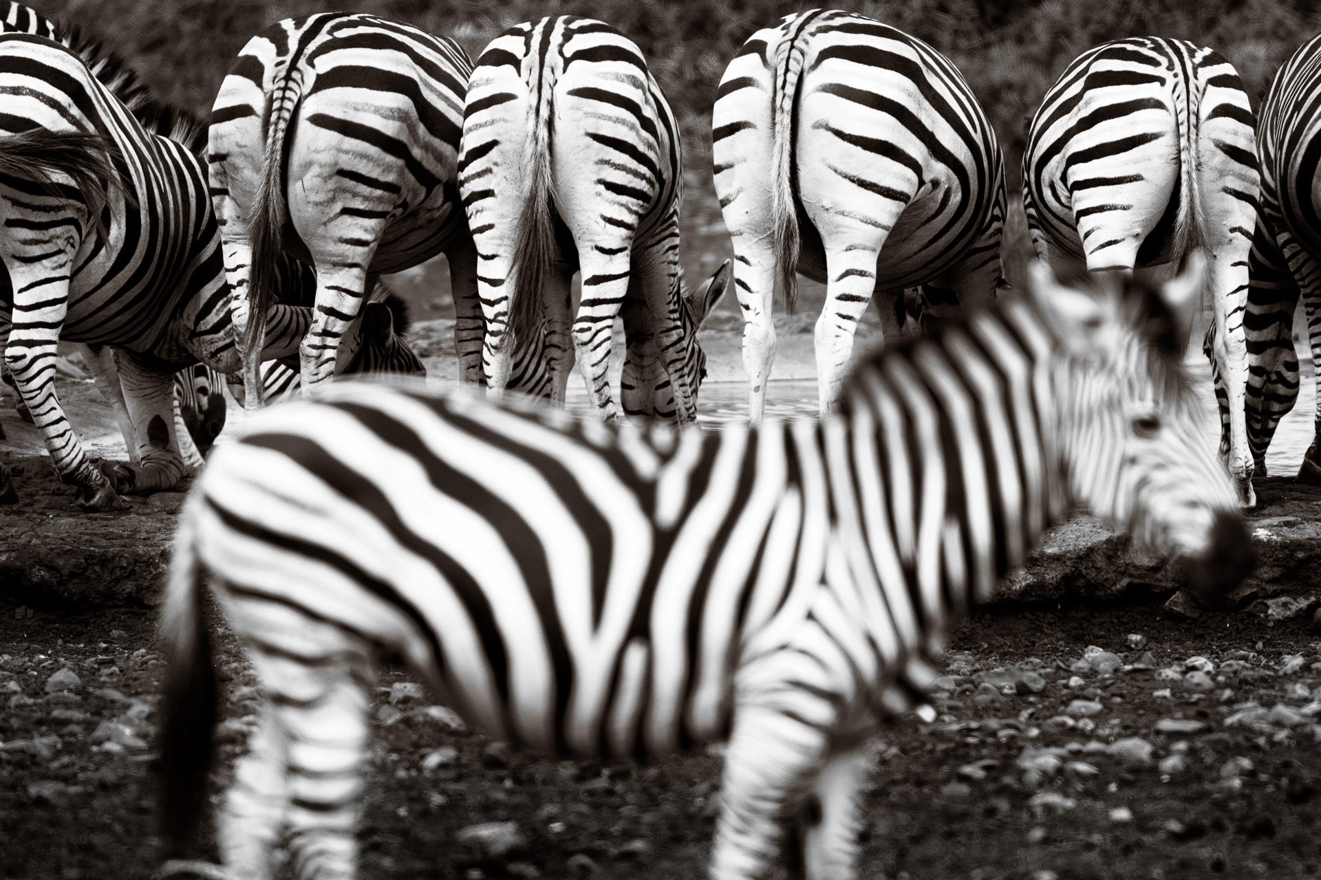 Fine Art Black-and-White Photograph of zebra herd drinking water, with one zebra standing in front of them - photo from behind and saying back sides of zebra and out of focus large zebra standing in front in the Kruger National Park