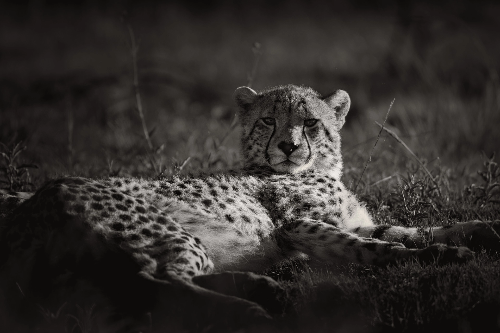 Low Angle Fine Art Black-and-White Photograph of cheetah cub lying on the grass and looking straight at the camera