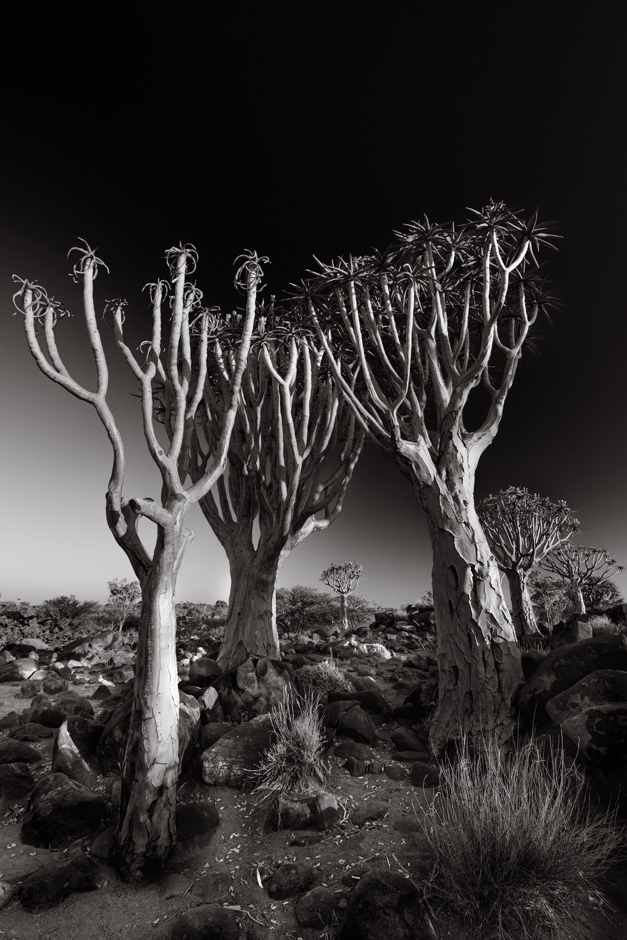 Fine Art Black-and-White Photograph of three giant quiver trees standing close together in the largest Quiver Tree Forest in the world at Keetmanshoop in Namibia.