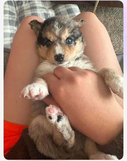 Adorable Australian Shepherd puppy lying on person's lap, cute and playful dog for pet lovers and dog enthusiasts.