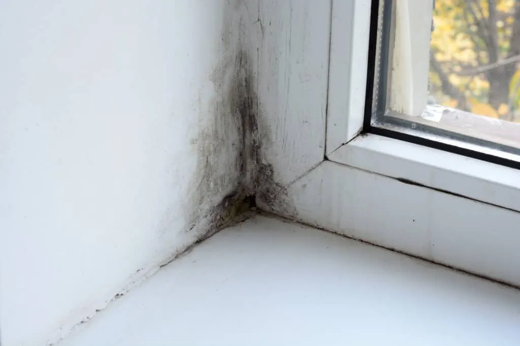 Mold at window corner