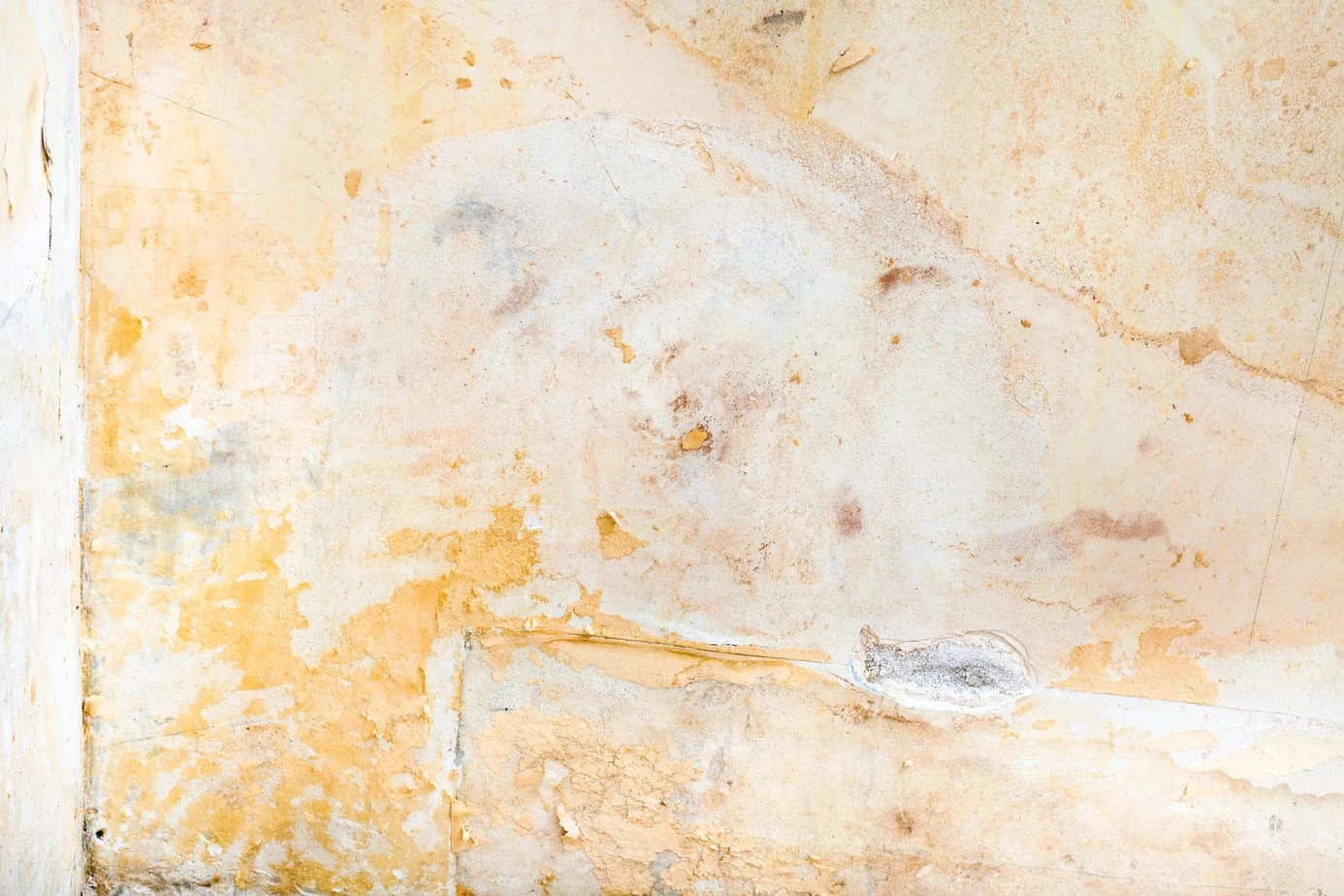 Mold behind drywall