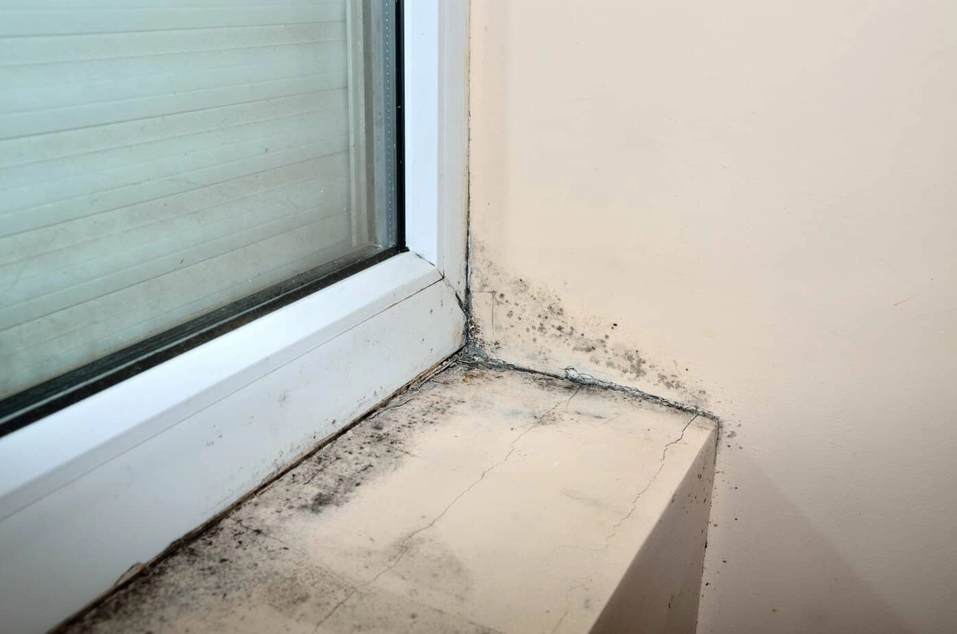 Mold on surface of wallboard near window