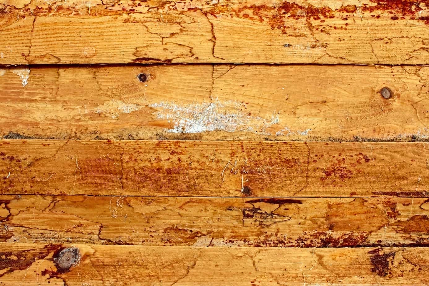 Mold under carpeting