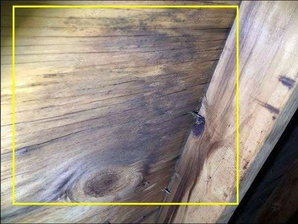 Mold under attic paneling