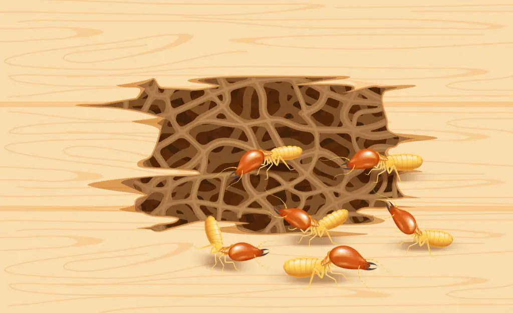 Termite infestation