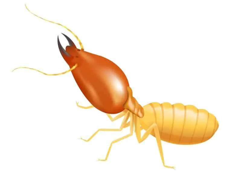 iullstration of termite