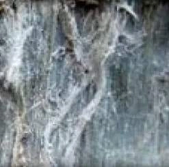 Tremolite and Actinolite