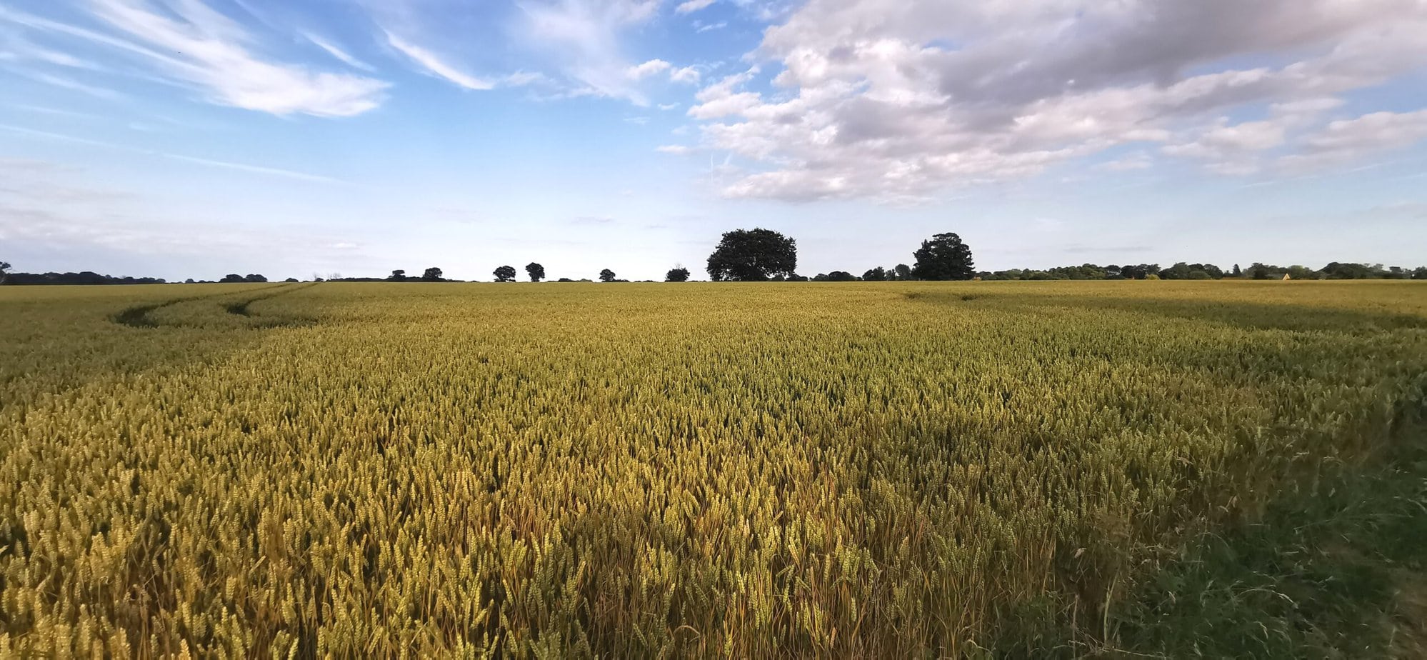 Quiet country footpath near North Thoresby surrounded by green fields and summer hedgerows