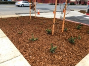 commercial_salens_landscaping_20190211_IMG_0128_